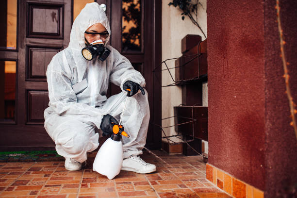 Reliable Wasp Removal contractor in Jamaica Beach, TX by Show Me Pest Control